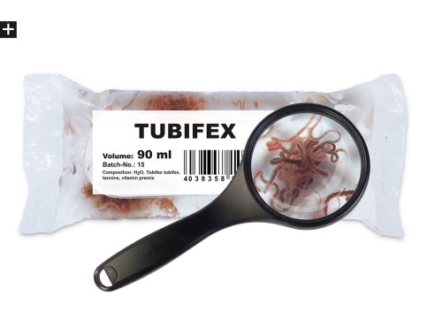 tubifex-żywy.jpg