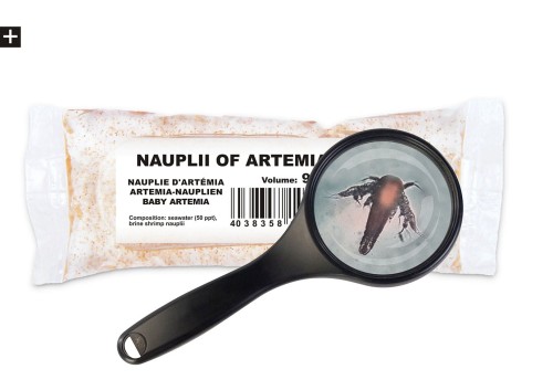 artemia-baby.jpg