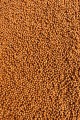 Micro-Pellet-2mm-Mango-Feeder-Bait_[2323]_780.jpg