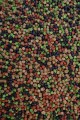 Micro-Pellet-4mm-Tutti-Frutti-Green-Black-Red-Feeder-Bait_[3144]_1200.jpg