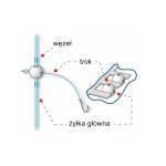 JAXON KORALIKI DO BOCZNEGO TROKA AS-664